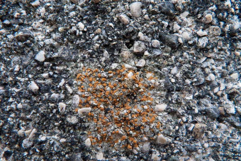 Protoblastenia rupestris-1
